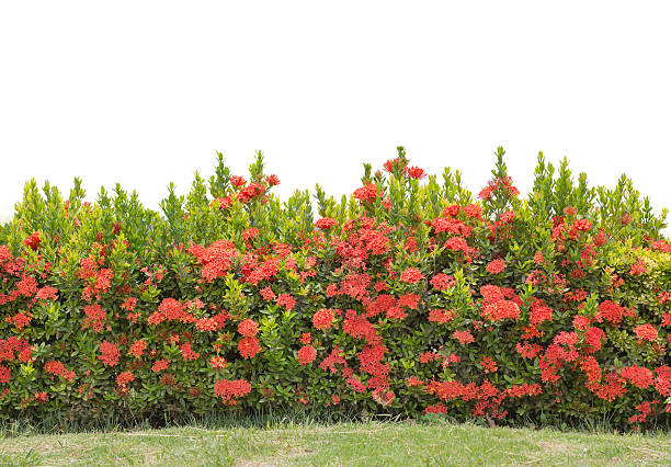 green hedge or Green Leaves Wall isolated on white background