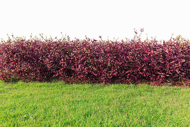 istock green hedge or Green Leaves Wall on isolated 610990770