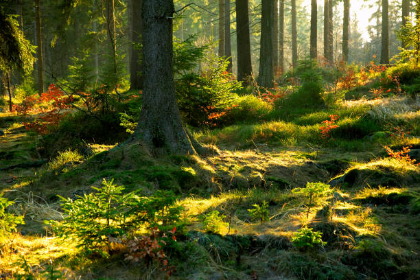Magical forest stock photo