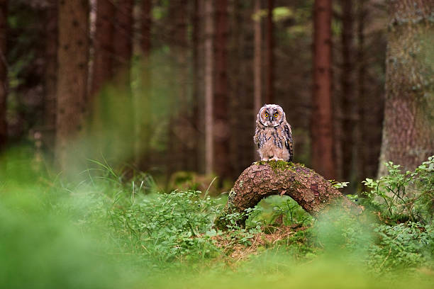 Wildlife scene with Eurasian eagle-owl (Bubo bubo) in czech forest Eurasian eagle-owl (Bubo bubo) in his natural environment, on the tree in czech forest. Wildlife art scene from czech forest with owl on the tree. eurasian eagle owl stock pictures, royalty-free photos & images