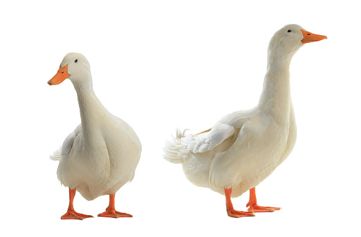 Large white goose stands in bird coop, penned in to keep it safe from foxes and from avian flu, both of which are likely to kill it if it was allowed to wander freely.