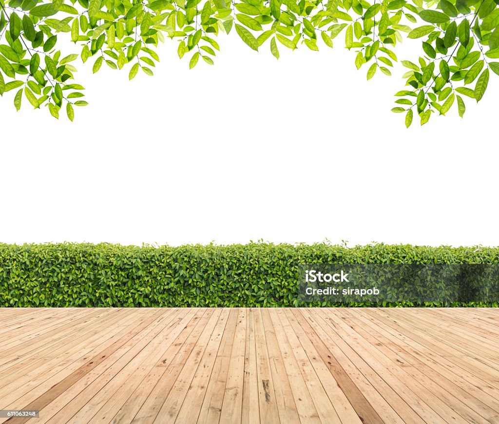 Lawn and wooden floor with hedge Lawn and wooden floor with hedge isolated. Yard - Grounds Stock Photo