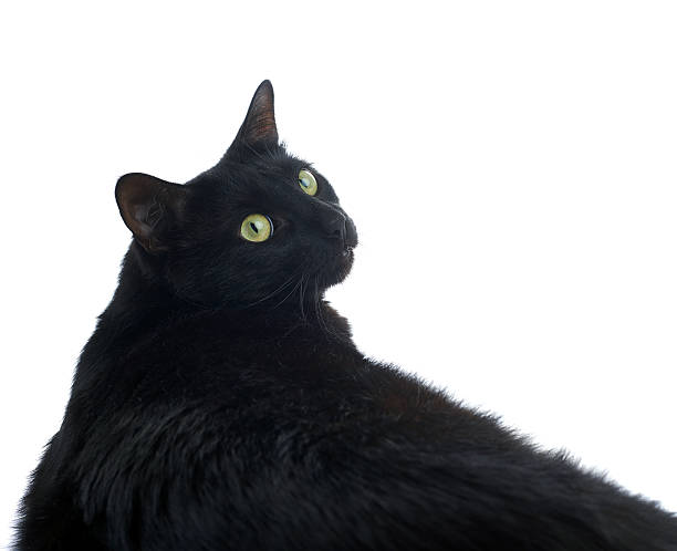 istock Lying black cat isolated over the white background 611063808