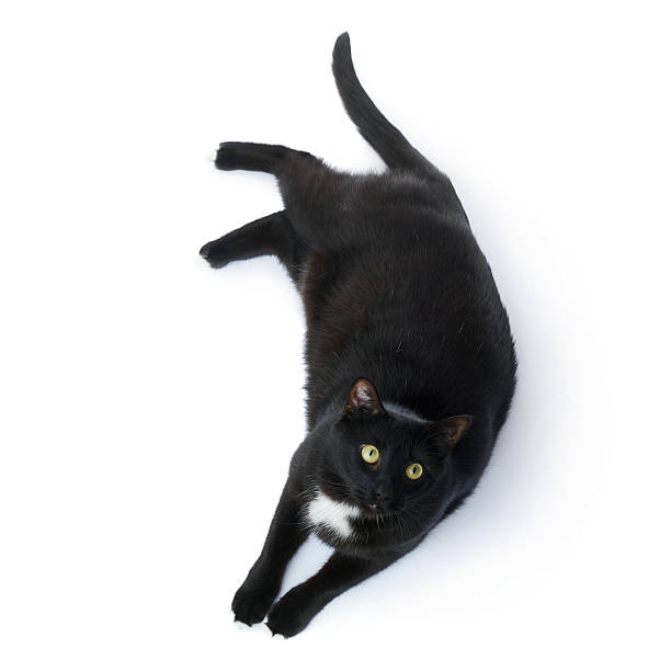 istock Lying black cat isolated over the white background 611064278