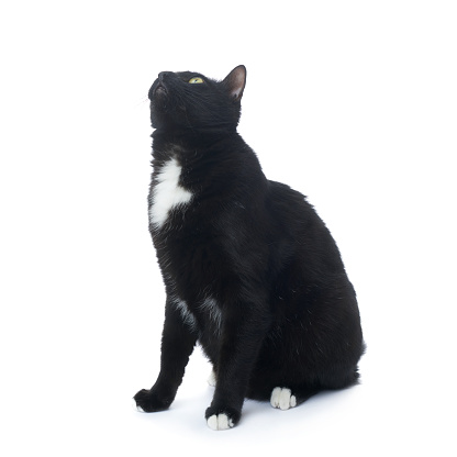 Sitting on the floor black cat isolated over the white background