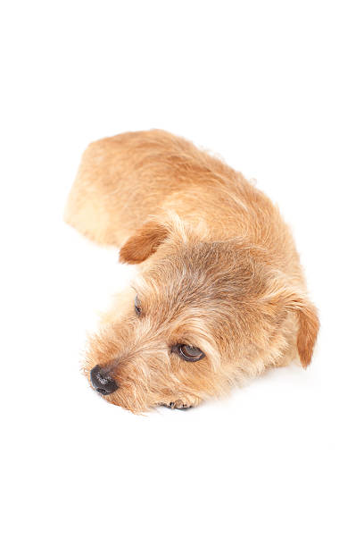 istock Portrait of Norfolk Terrier 611064938