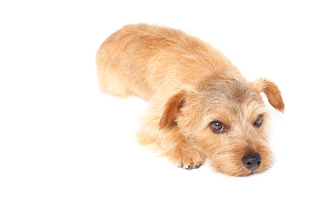 istock Portrait of Norfolk Terrier 611065032