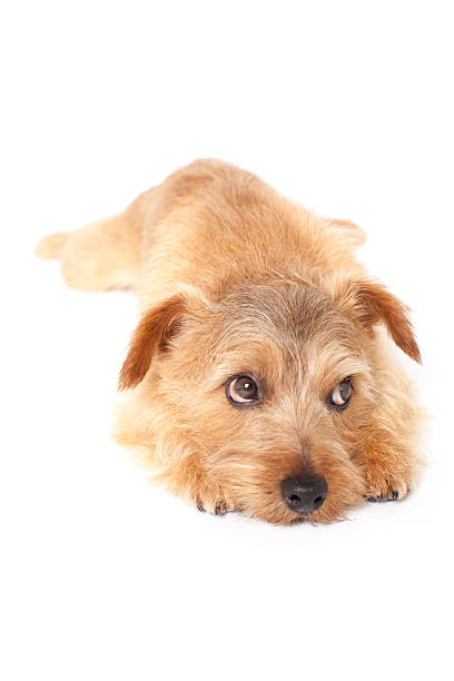 istock Portrait of Norfolk Terrier 611065138