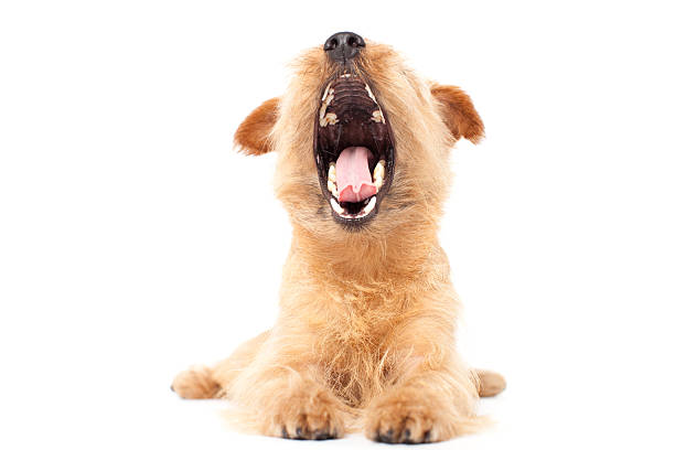 Portrait of Norfolk Terrier