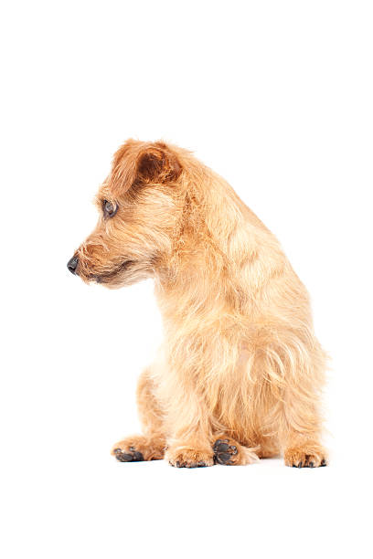 istock Portrait of Norfolk Terrier 611065514