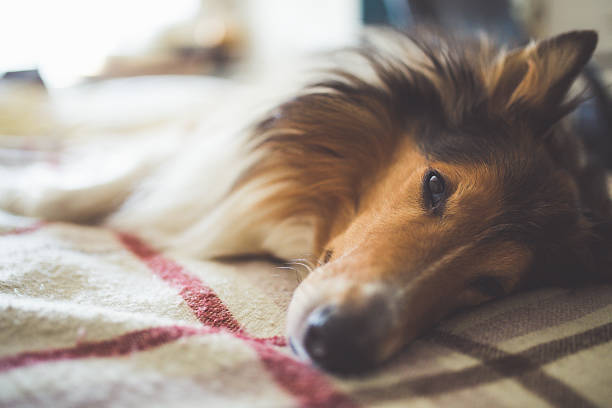 cão em uma cama - obedience pets loneliness looking at camera - fotografias e filmes do acervo