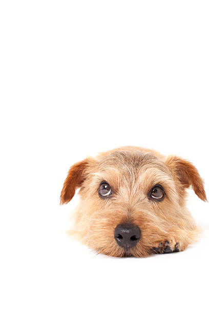 istock Portrait of Norfolk Terrier 611065638
