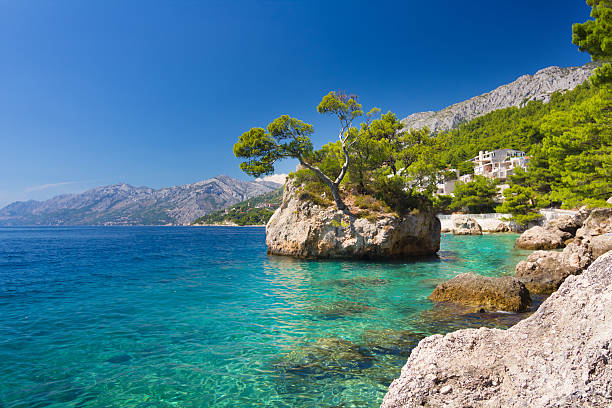 adria in brela an der makarska riviera - europe pine tree sea adriatic sea stock-fotos und bilder