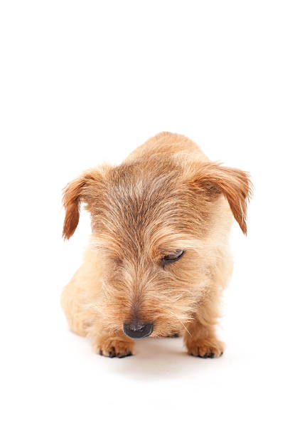 istock Portrait of Norfolk Terrier 611065816