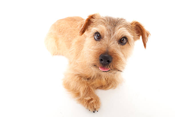 istock Portrait of Norfolk Terrier 611065924