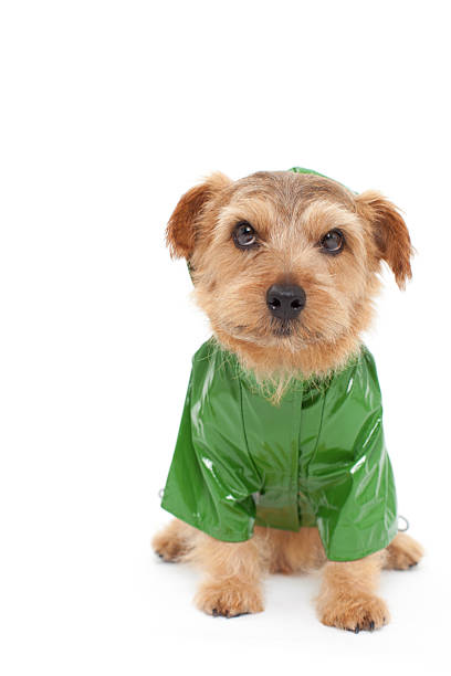 Portrait of Norfolk Terrier wearing raincoat