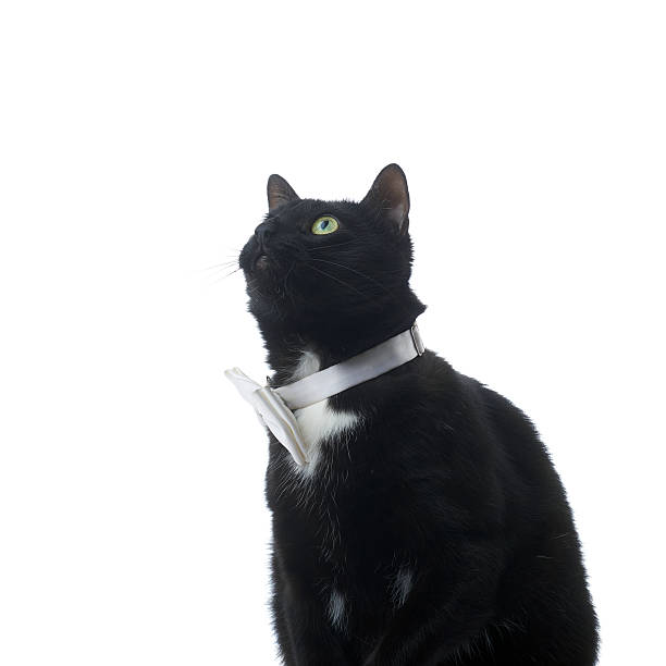 Sitting on the floor black cat with bow tie isolated over the white background