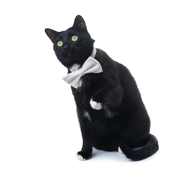 istock Sitting black cat isolated over the white background 611066870
