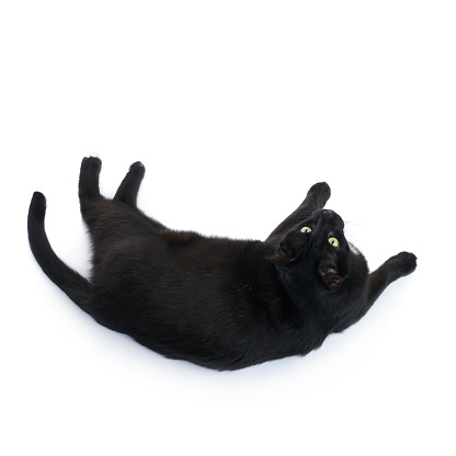 Lying on the floor black cat isolated over the white background