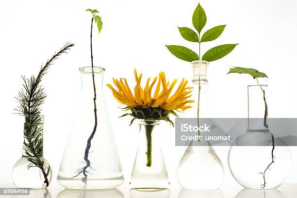 Five Laboratory Flasks With Plants On White Background Stock Photo - Download Image Now