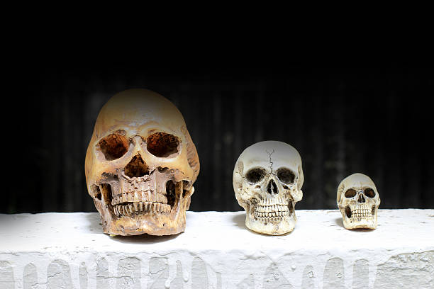 黒い背景を持つ人間の頭蓋骨を持つ静物写真 - vanitas ストックフォトと画像