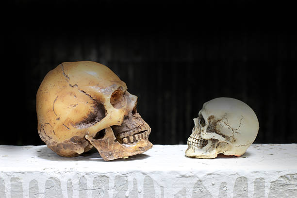 photographie de natures mortes avec des crânes humains avec fond noir - vanitas photos et images de collection