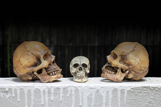 photographie de natures mortes avec des crânes humains avec fond noir - vanitas photos et images de collection