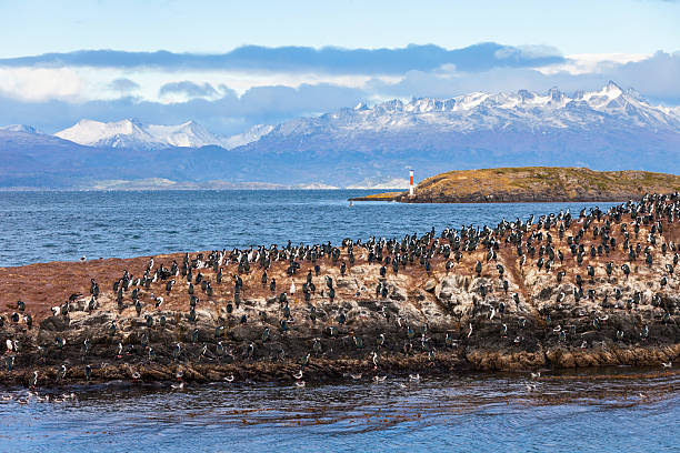 istock Bird Island near Ushuaia 611072098