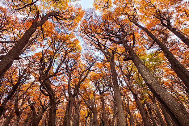 istock Golden forest in Patagonia 611072966