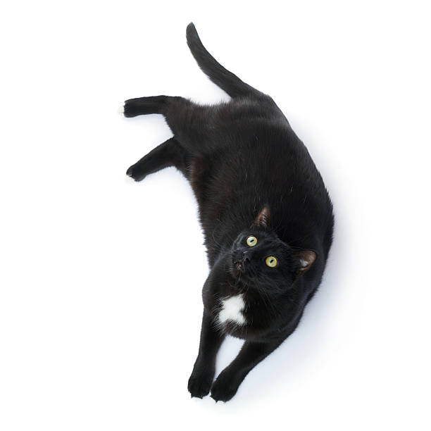 istock Lying black cat isolated over the white background 611073930