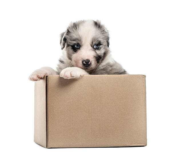 istock Crossbreed puppy getting out of a box isolated on white 611074080
