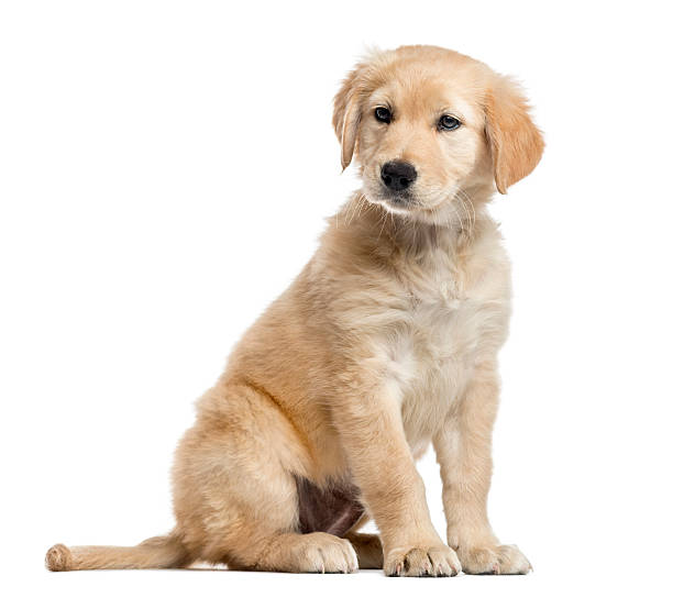 istock Cross-breed Labrador puppy, 2 months old, isolated on white 611074374