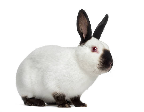 istock Side view of Russian rabbit isolated on white 611074704