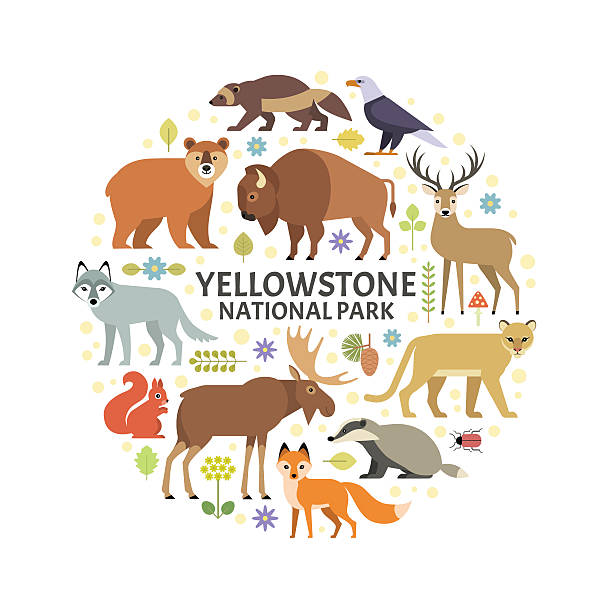 yellowstone-tiere - american bison stock-grafiken, -clipart, -cartoons und -symbole