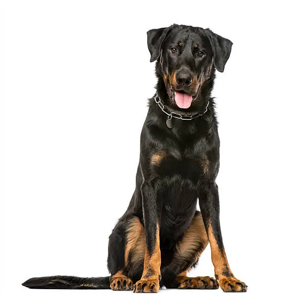 Beauceron panting and sitting, 16 months old, isolated on white