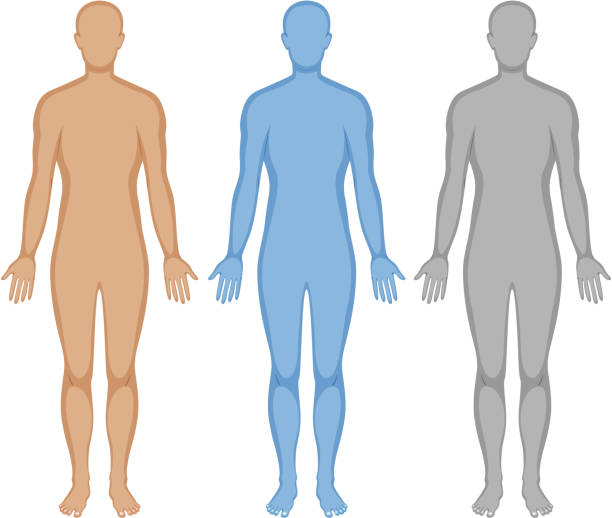 illustrazioni stock, clip art, cartoni animati e icone di tendenza di contorno del corpo umano in tre colori - biomedical illustration