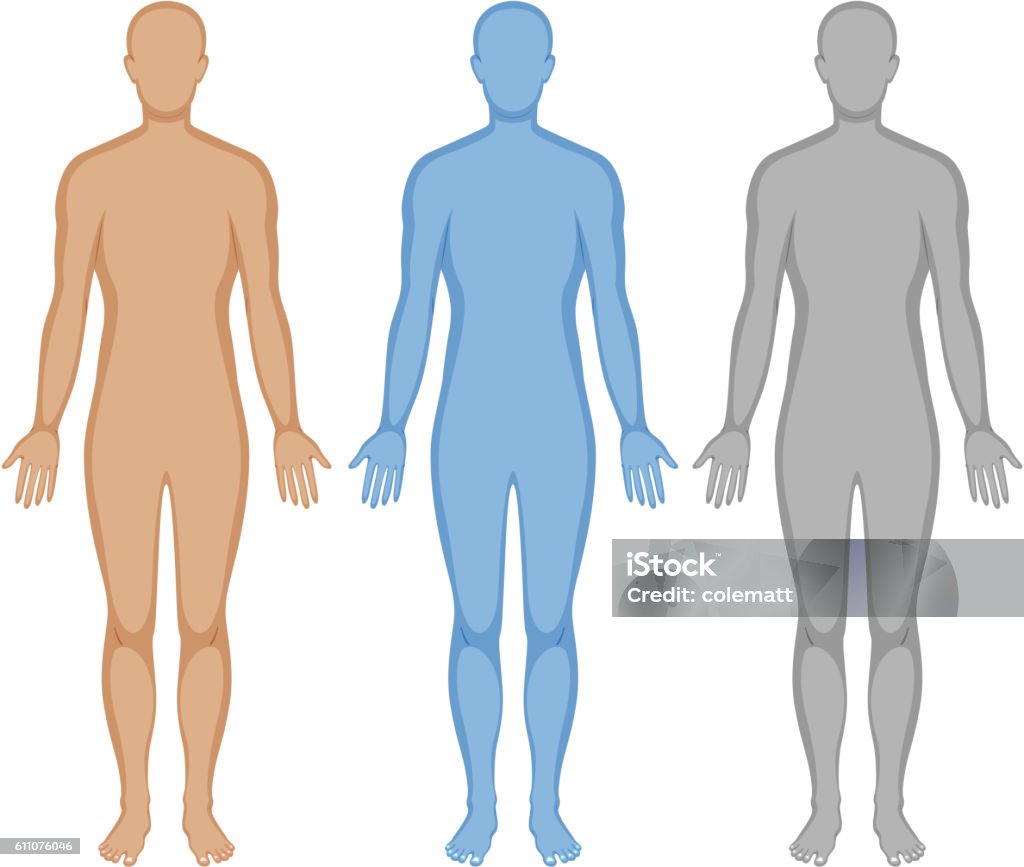 Human body outline in three colors Human body outline in three colors illustration The Human Body stock vector