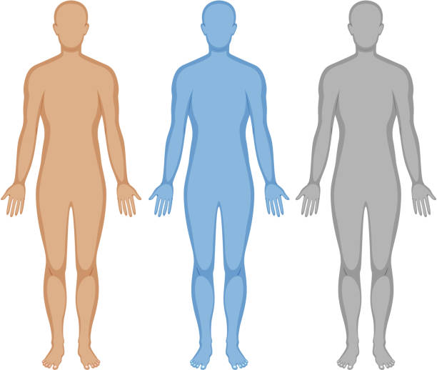 Human body outline in three colors Human body outline in three colors illustration biomedical illustration stock illustrations