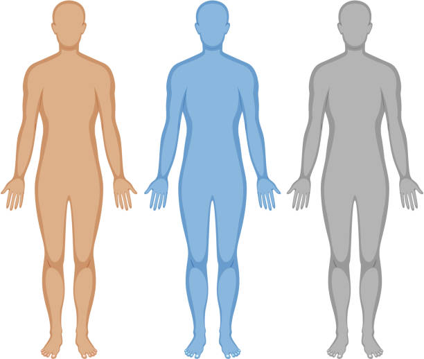 Human body outline in three colors Human body outline in three colors illustration human body stock illustrations