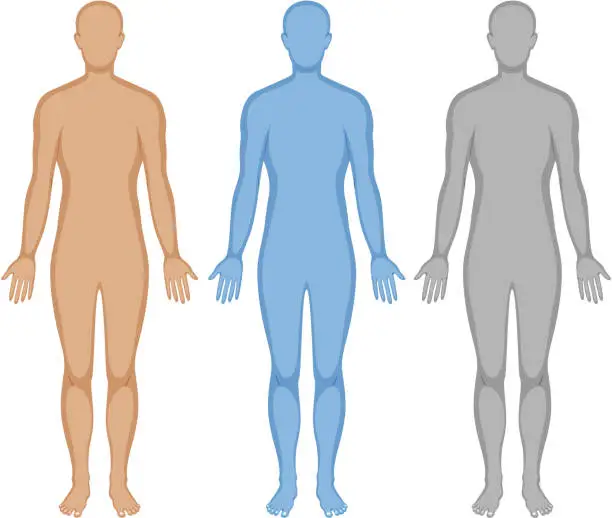 Vector illustration of Human body outline in three colors
