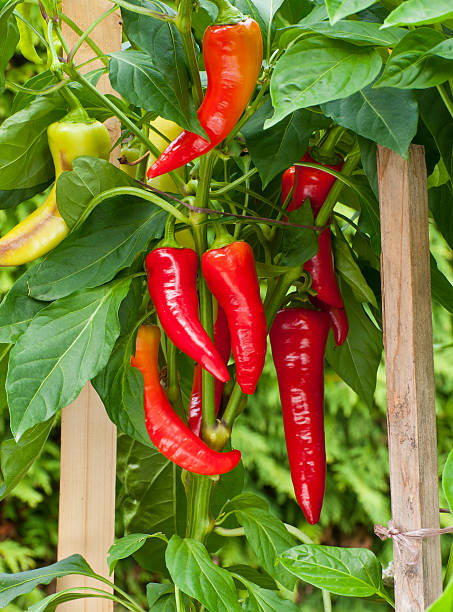 kuvapankkikuvat ja rojaltivapaat kuvat aiheesta kotitekoiset luomupippurit - pepper plant