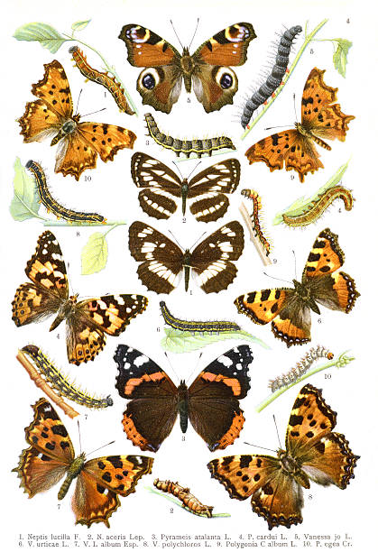 Illustration – Red Admiral (Vanessa atalanta) and their relatives This is a high quality scan of a plate from the German Work: "Die Grossschmetterlinge und Raupen Mitteleuropas" from K. Lampert (1907). vanessa atalanta stock pictures, royalty-free photos & images