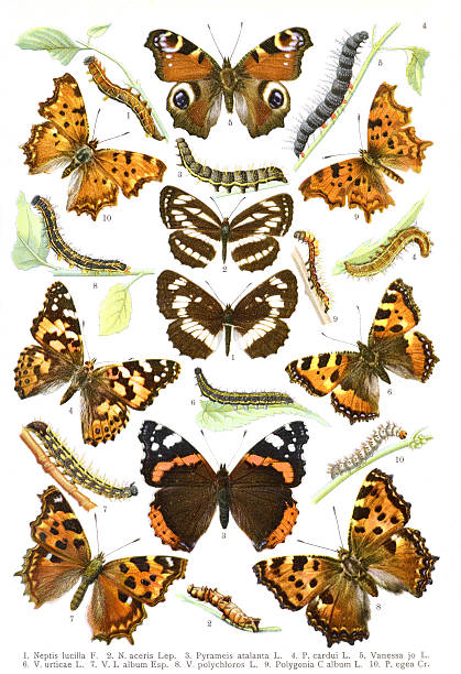 illustration – red admiral (vanessa atalanta) and their relatives - comma bildbanksfoton och bilder