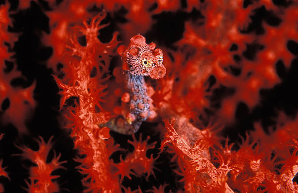 Pygmy sea horse camouflaged into red corals A minuscule pygmy seahorse holds guard in his coral castle, Lembeh Straits, Indonesia indo pacific ocean stock pictures, royalty-free photos & images