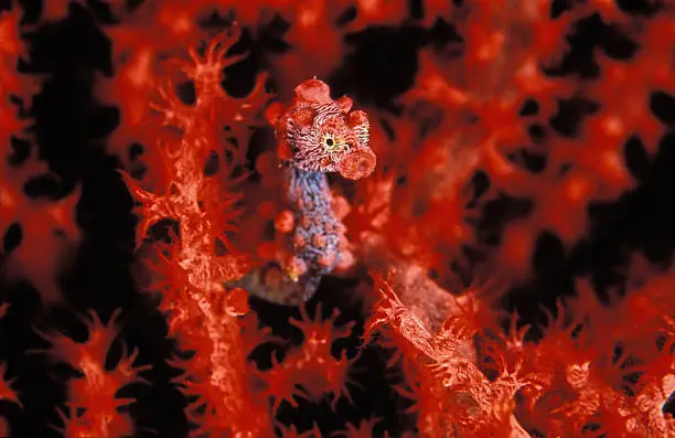 A minuscule pygmy seahorse holds guard in his coral castle, Lembeh Straits, Indonesia