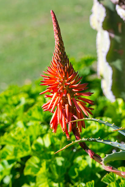istock cactus with pretty red flower 611078396