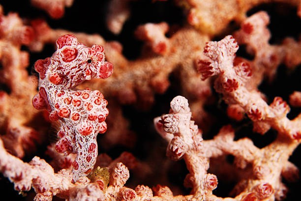 Pygmy sea horse hiding in corals