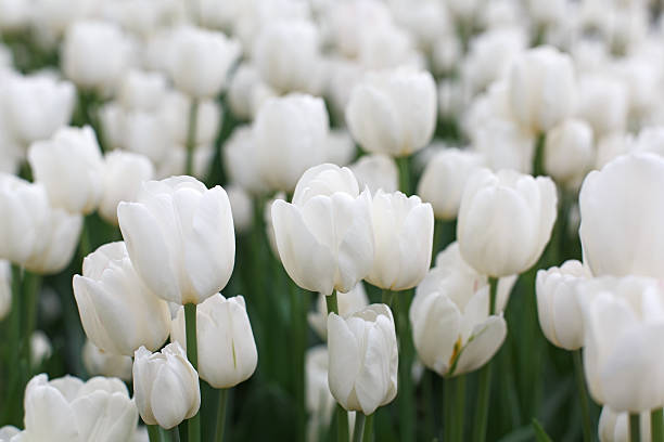 istock Beautiful white tulips flowerbed closeup. Flower background 611078768