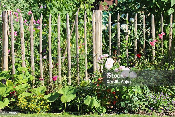 Cottage Garden With Rolling Fence Stock Photo - Download Image Now - Cultures, Dahlia, Farmhouse