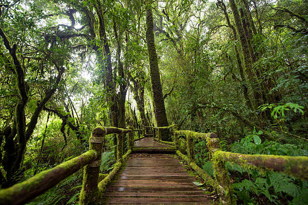 istock Scenic pathway of Ang Ka nature trail Doi Inthanon 611079400